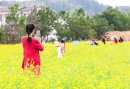 春到好出游，德化油菜花引客来